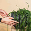 Rhipsalis floccosa H50 cm