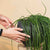 Rhipsalis floccosa H70-80 cm