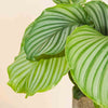 Calathea orbifolia H40 cm