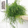 Rhipsalis baccifera 'Oasis' H40 cm