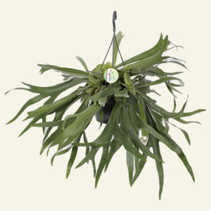 Staghorn Fern