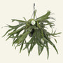 Staghorn Fern