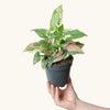 Syngonium 'Red Spot Tricolor' H20-25 cm