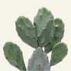 Opuntia vulgaris (Prickly Pear Cactus) H50 cm