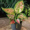Aglaonema 'Crimson Love' H30 cm