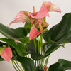 Anthurium 'Joli Pink' H55 cm