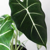 Alocasia Frydek H60cm