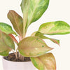 Aglaonema 'Guave Pink' H40 cm