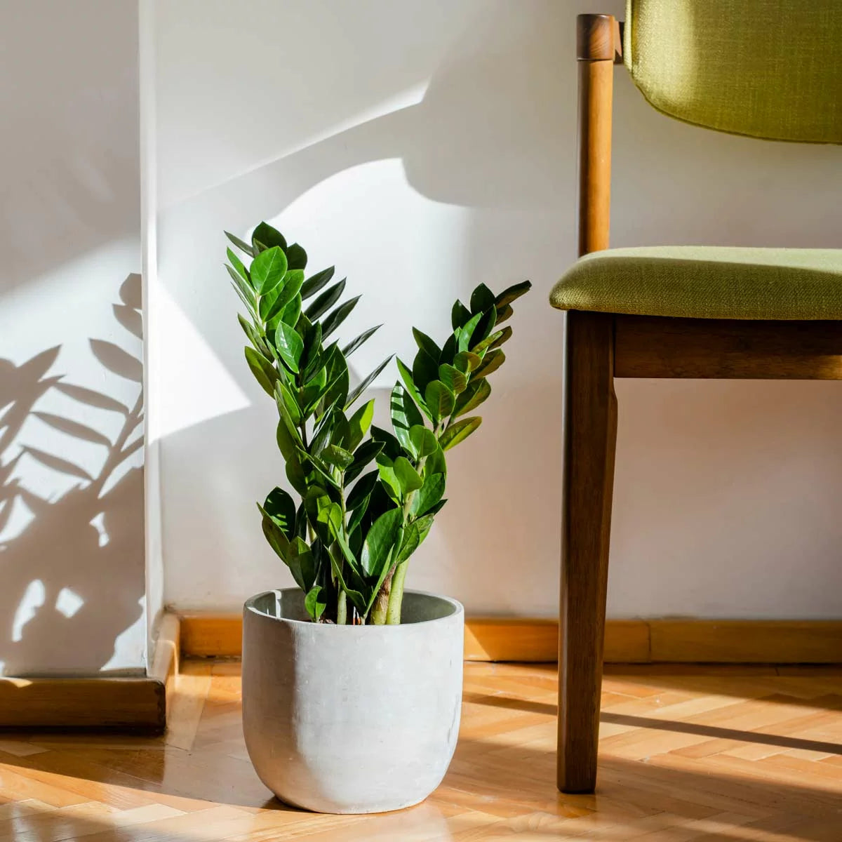 planta zz pret Zamioculcas zamiifolia H45 cm – PlantUp
