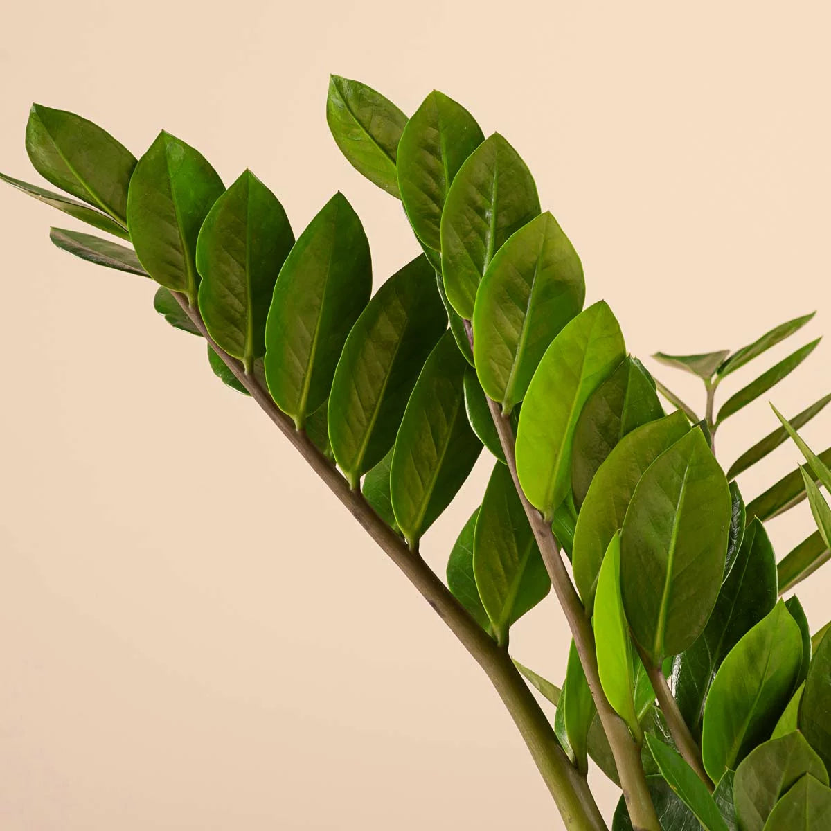 planta zz pret Zamioculcas zamiifolia H45 cm – PlantUp