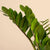 Zamioculcas zamiifolia (Zz plant) H45-50 cm