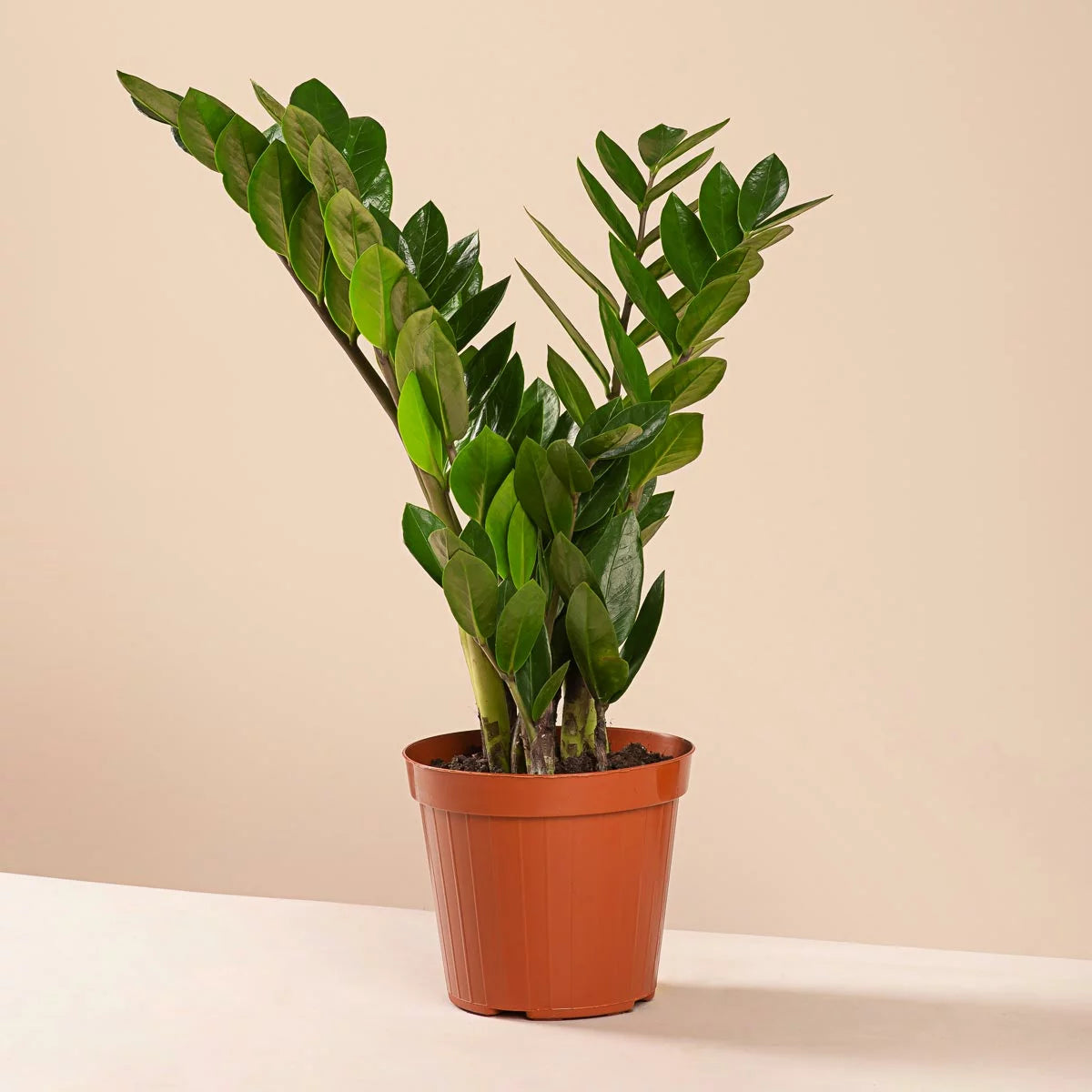 planta zz pret Zamioculcas zamiifolia H45 cm – PlantUp