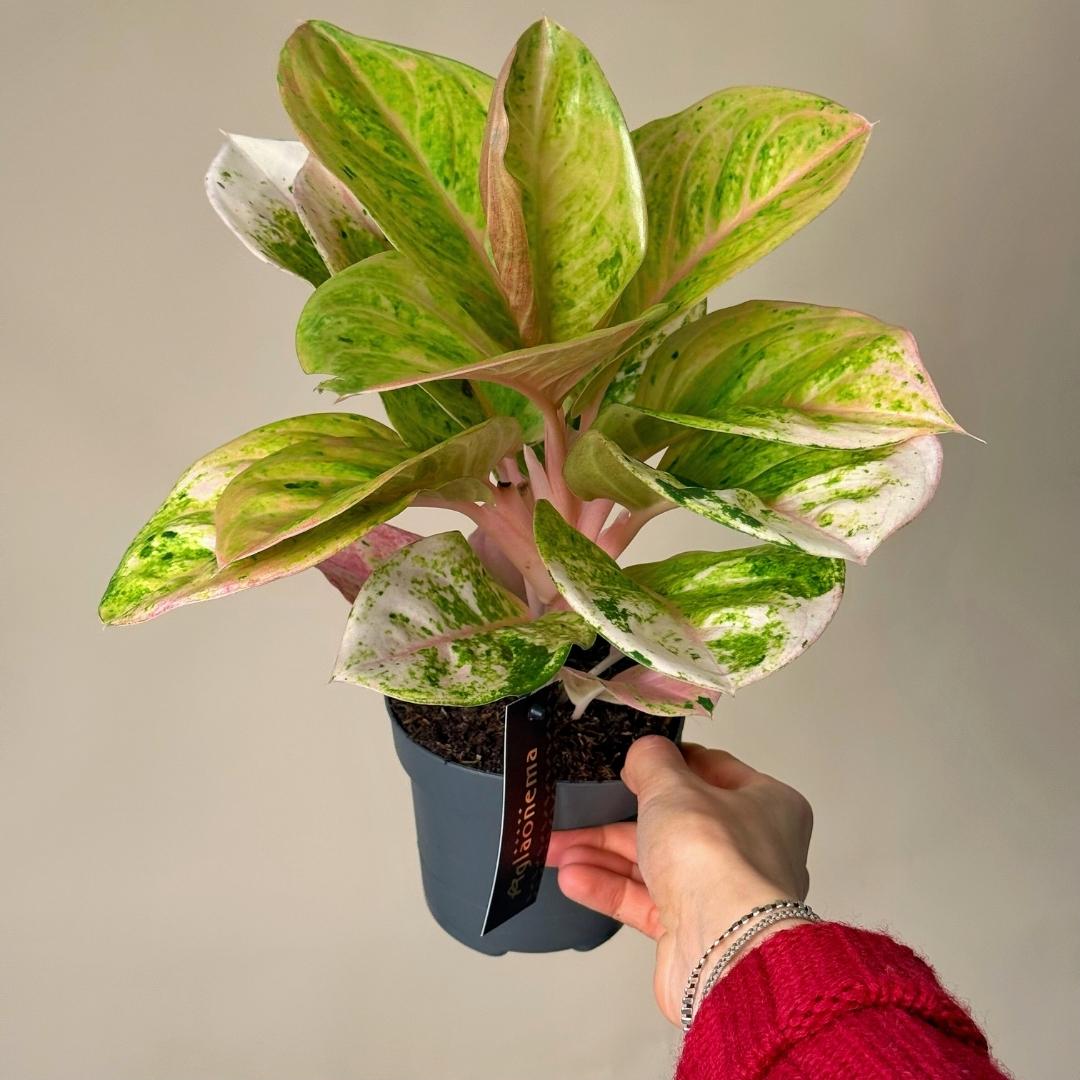 aglaonema ingrijire Aglaonema 'Apple Fantasy' H35 cm - Plante de interior cadou