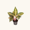 Aglaonema 'Dreamcatcher' H35 cm