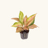 Aglaonema 'Guave Pink' H40 cm