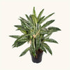 Aglaonema 'Matcha Lemon' H65 cm