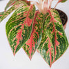 Aglaonema Pincut H30 cm