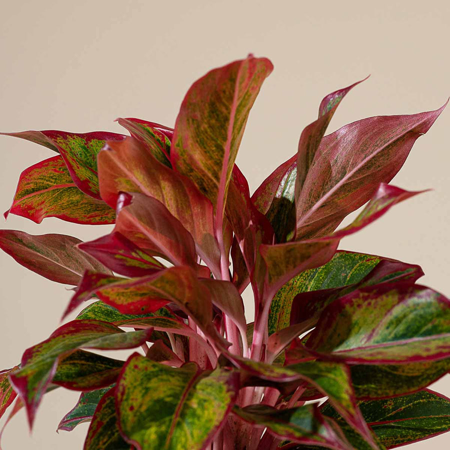 ivy house plants types Buy English Ivy Trailing Vine