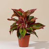 Aglaonema 'Crete' H35 cm