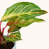 Aglaonema 'Dreamcatcher' H35 cm