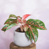 Aglaonema Pincut H30 cm