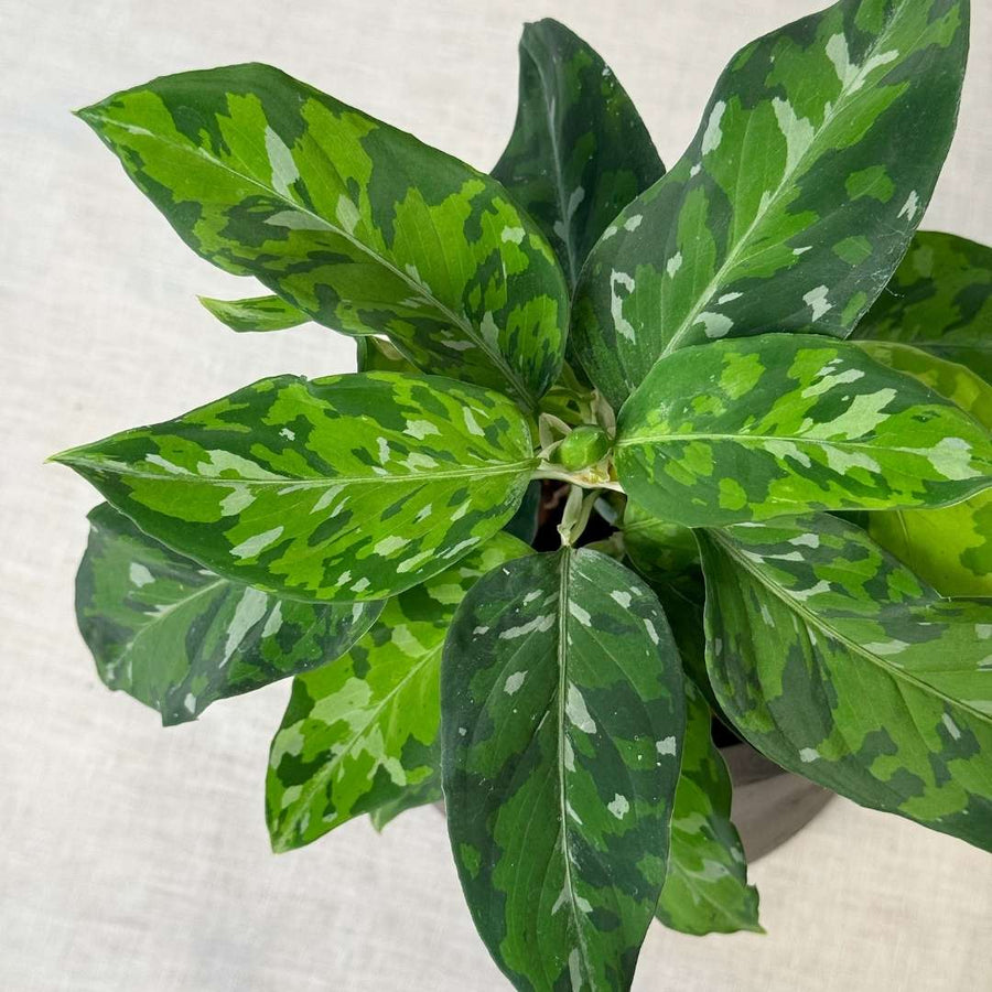 Aglaonema pictum 'Tricolor' H30 cm - Camouflage Plant - Plante