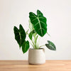 Alocasia Frydek H60cm