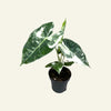 Alocasia Frydek Variegata H15-20 cm