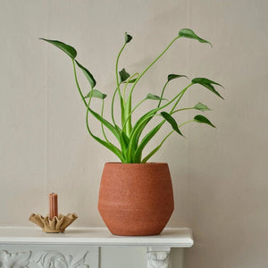 Alocasia 'Tiny Dancer'