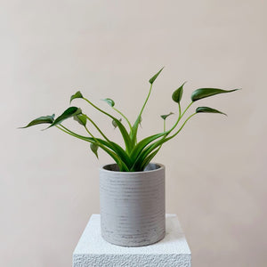 Alocasia 'Tiny Dancer'