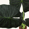 Alocasia 'Regal Shields' H85 cm