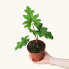 Alocasia Jacklyn H25-30 cm