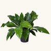 Anthurium crassinervium 'Jungle Bush' H60 cm
