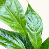 Anthurium crassinervium 'Jungle Bush' H60 cm