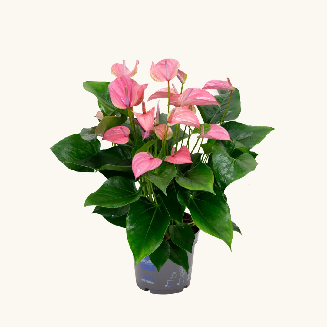 anthurium ingrijire Anthurium 'Joli Pink' H45 cm - Plante cu flori roz cadou