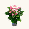 Anthurium 'Joli Pink' H55 cm