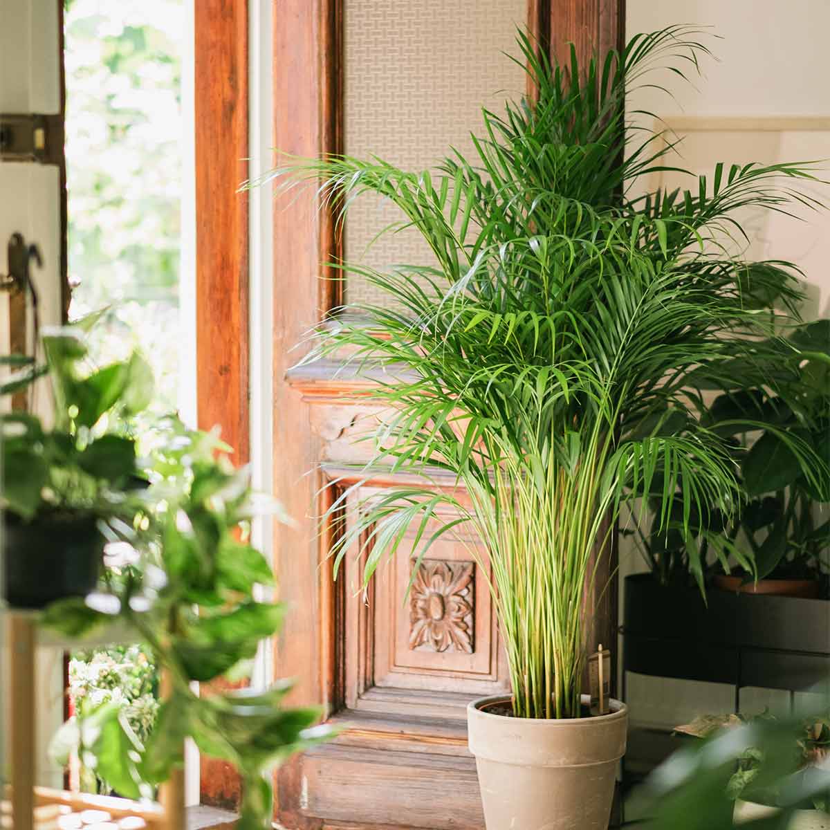 areca palm ingrijire Areca palm (Dypsis lutescens) H150 cm – PlantUp