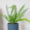 Asparagus densiflorus 'Myers' (Foxtail fern) H35 cm