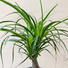 Ponytail palm (Beaucarnea recurvata) H35 cm