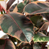 Ficus elastica belize H30 cm