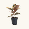 Ficus elastica belize H30 cm