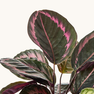 Calathea roseopicta 'Surprise Star'