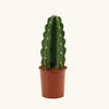 Cereus Jamacaru (Cuddly Cactus) H30 cm