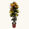Codiaeum variegatum 'Mrs. Iceton' H130 cm