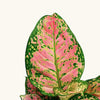 Aglaonema 'Crimson Love' H30 cm