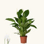 Spathiphyllum vivaldi (Crinul pacii)