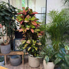 Codiaeum variegatum 'Mrs. Iceton' H130 cm