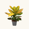 Codiaeum Petra (Croton) H50 cm