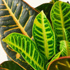 Codiaeum Petra (Croton) H50 cm