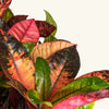 Codiaeum variegatum 'Mrs. Iceton' H130 cm